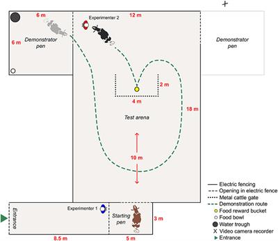 Dairy cows did not rely on social learning mechanisms when solving a spatial detour task